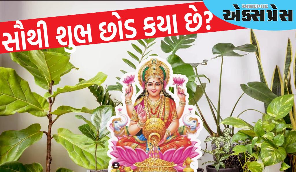 દિવાળી પહેલા તમારા ઘરમાં લગાવો આ 5 છોડ, આ છોડ ચુંબકની જેમ ધનને આકર્ષિત કરે છે