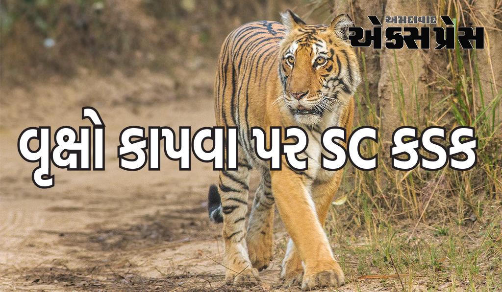 જિમ કોર્બેટમાં વૃક્ષો કાપવા પર SC કડક, ટાઇગર સફારી પર પ્રતિબંધ