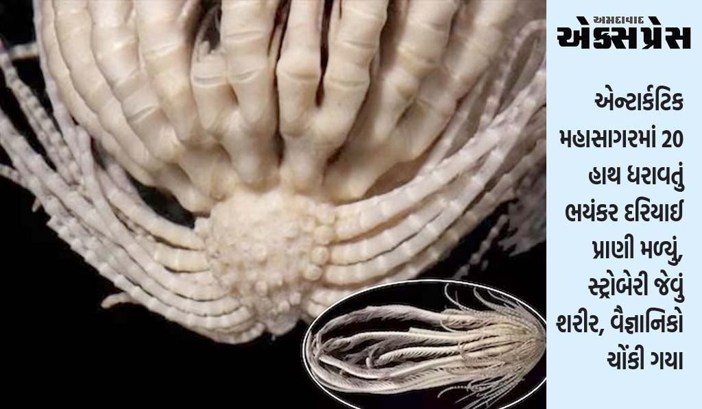 એન્ટાર્કટિક મહાસાગરમાં 20 હાથ ધરાવતું ભયંકર દરિયાઈ પ્રાણી મળ્યું, સ્ટ્રોબેરી જેવું શરીર, વૈજ્ઞાનિકો ચોંકી ગયા