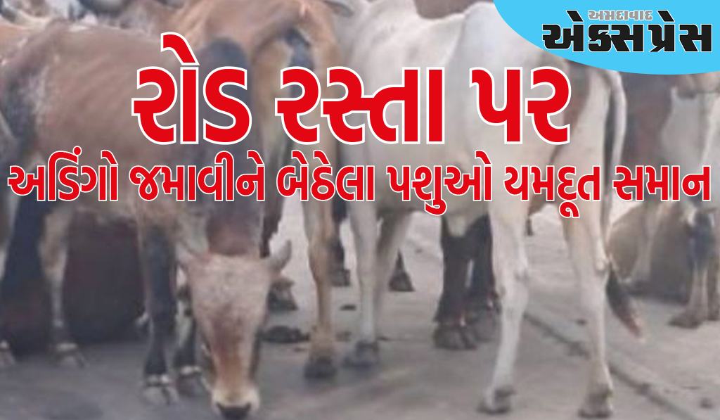 જાફરાબાદ નવા બ્રિજ ઉપર રોડ રસ્તા પર અડિંગો જમાવીને બેઠેલા પશુઓ યમદૂત સમાન