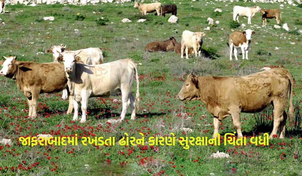 જાફરાબાદમાં બેકાબૂ પશુઓ જાહેર સલામતી માટે જોખમી