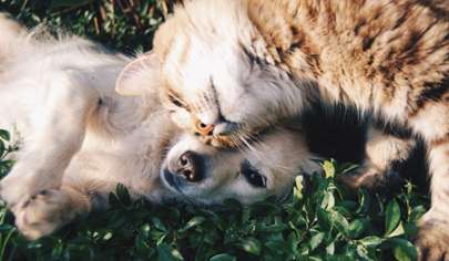 પ્રેમમાં બિલાડી અને કૂતરાની અદ્ભુત વાર્તા: જાતિઓથી આગળનો સંબંધ