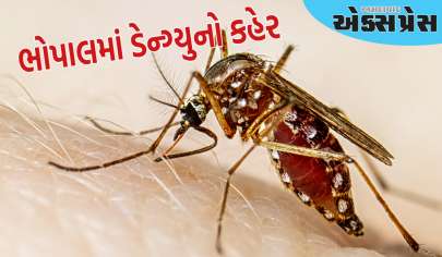 ભોપાલમાં ડેન્ગ્યુએ હાહાકાર મચાવ્યો, દર્દીઓની સંખ્યા 300ને પાર