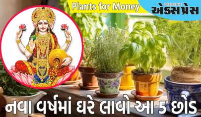 Plants for Money: નવા વર્ષમાં ઘરે લાવો આ 5 છોડ, થશે ધનનો વરસાદ!