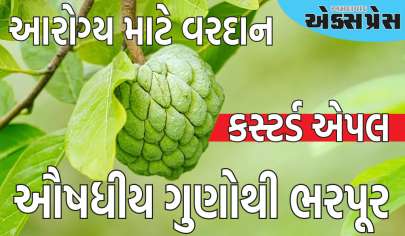 આરોગ્ય માટે વરદાન, ઔષધીય ગુણોથી ભરપૂર આ ફળ, પેટની ચરબી દૂર કરી શકે છે